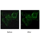 Cooled C Mount USB3.0 CMOS Microscope Camera